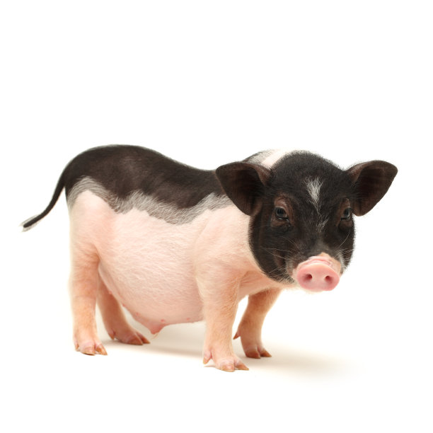 piggy