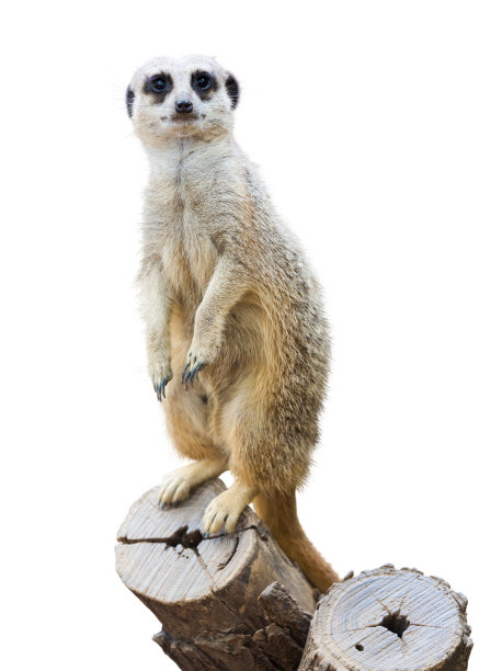 meerkat