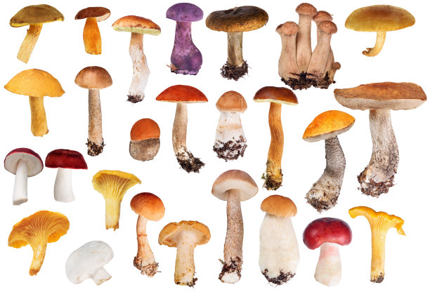 toadstool
