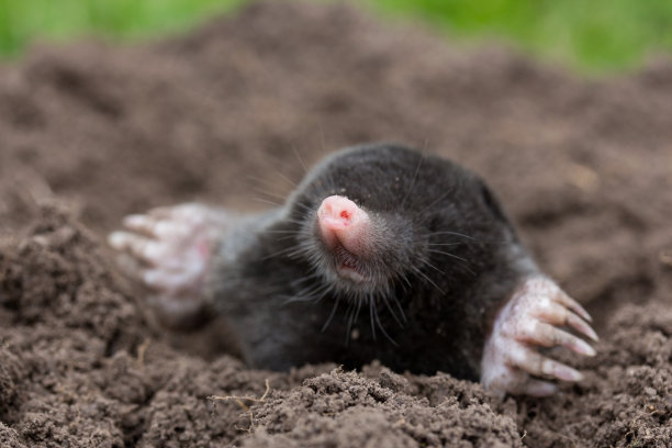 mole