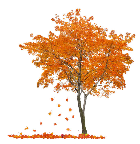 maple