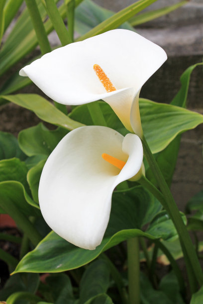 zantedeschia