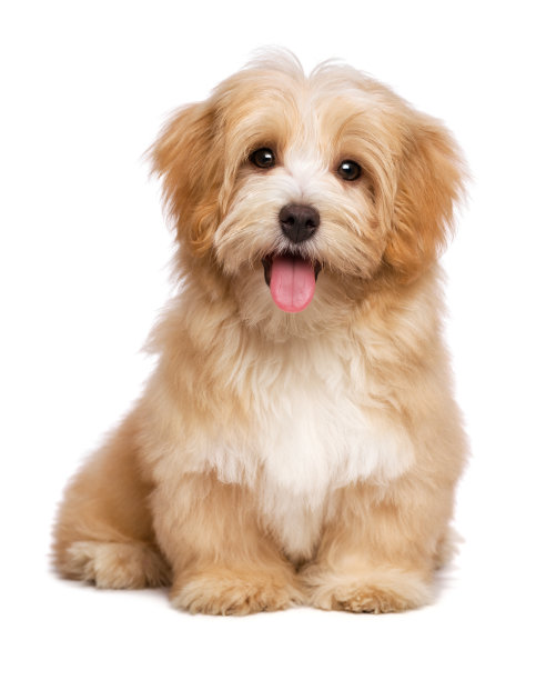 pet