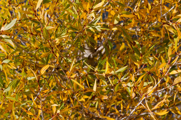 怀俄明州大提顿国家公园秋季
