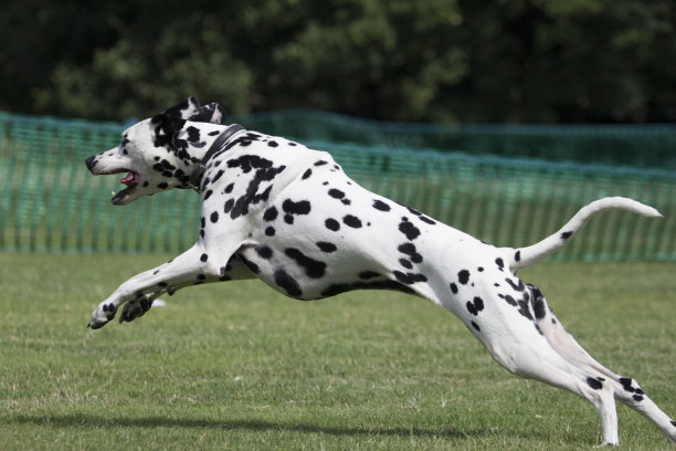 dalmatian