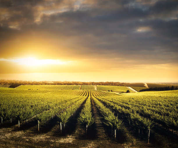vineyard