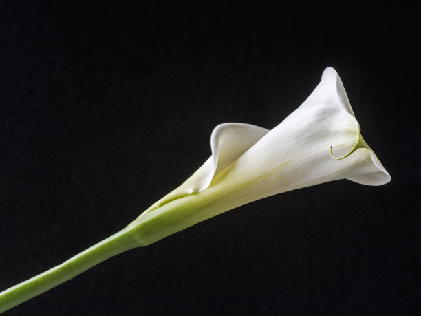 zantedeschia