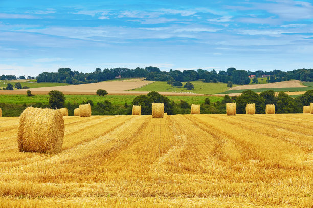 hay