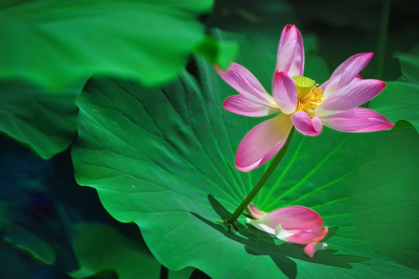 中药材藕节