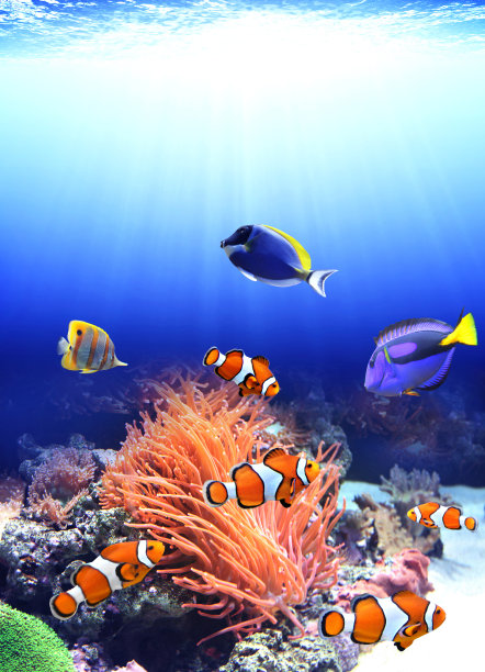 anemonefish