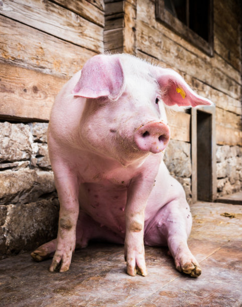 piggy