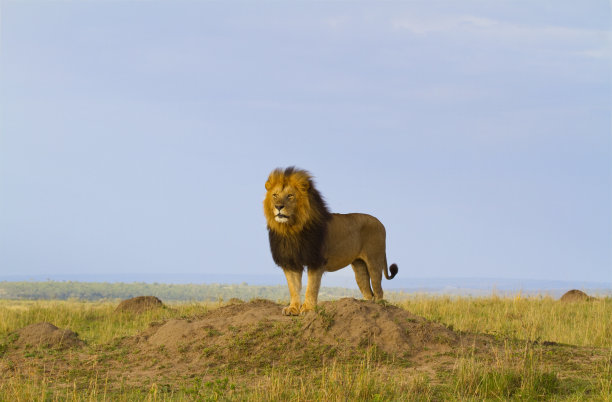 lions