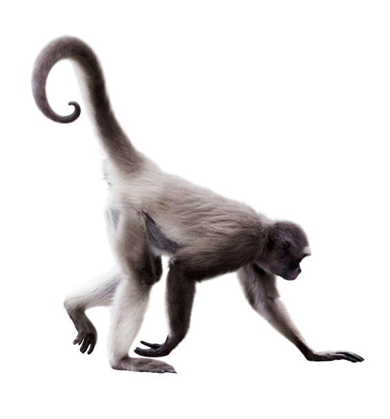 monkey