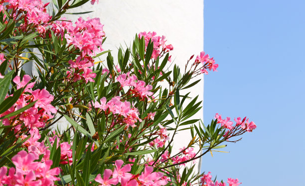 oleander