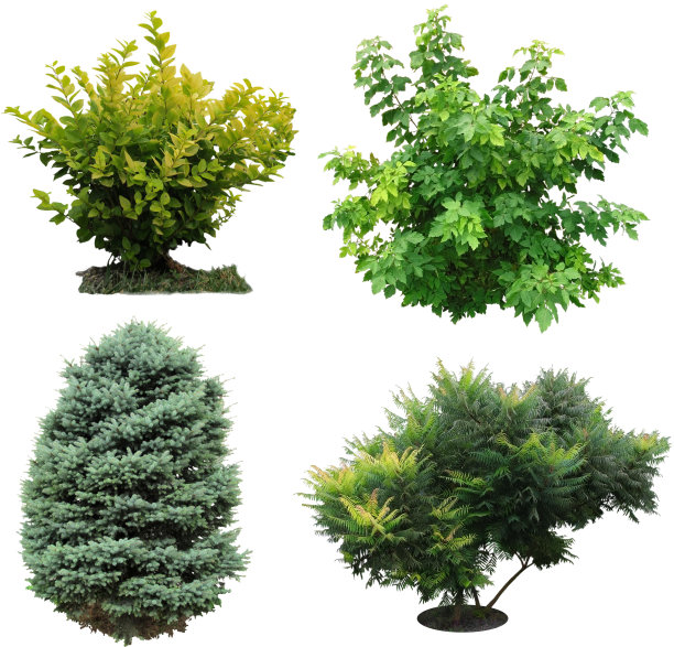 shrub