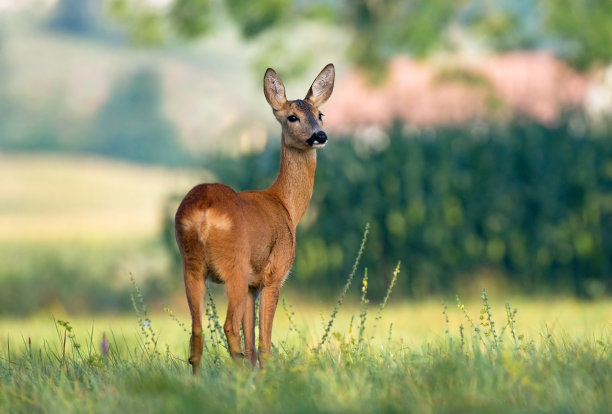 deer