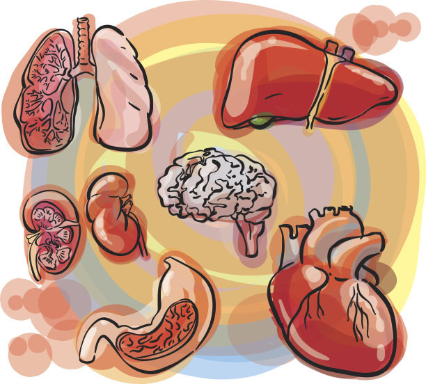 人体内脏器官