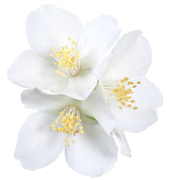 jasmine