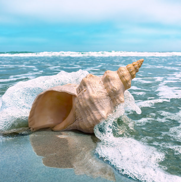 conch
