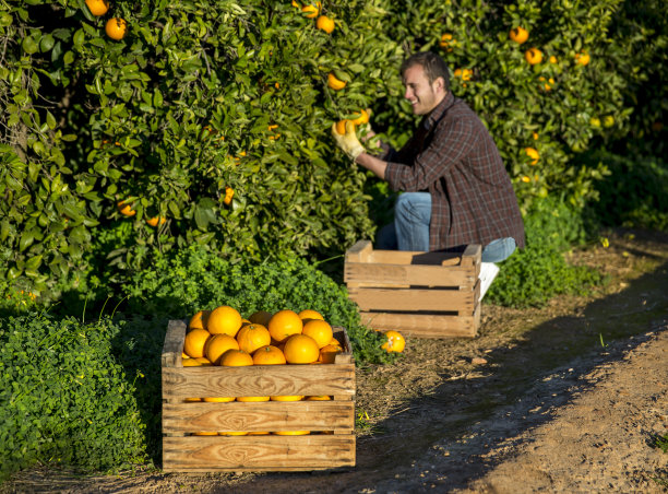 orchard