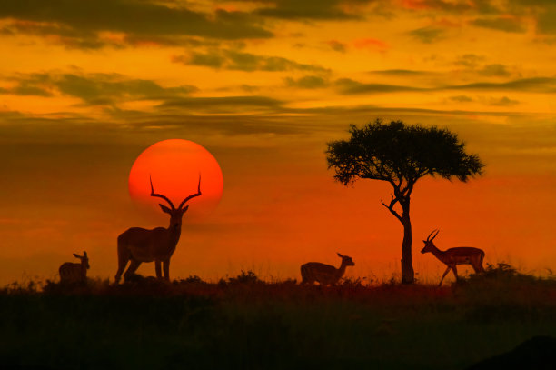 wildlife