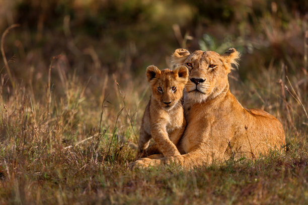 wildlife