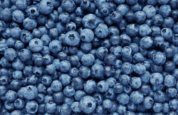 蓝莓采摘
