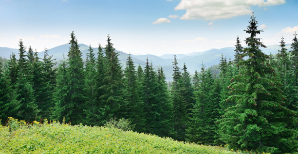 pine