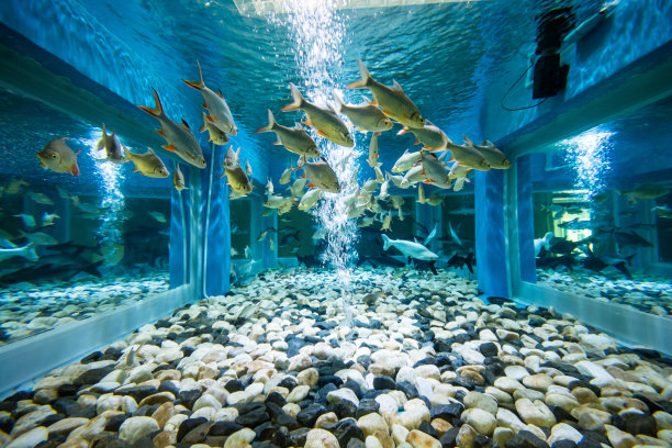 水底世界鱼缸造景