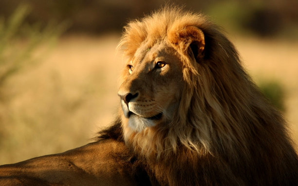 leo