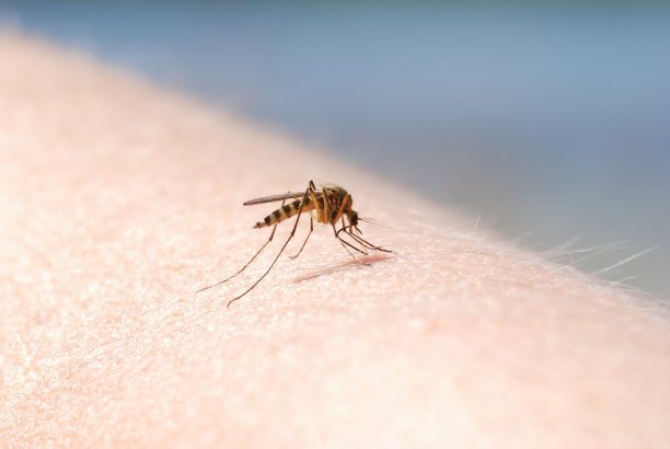 mosquito