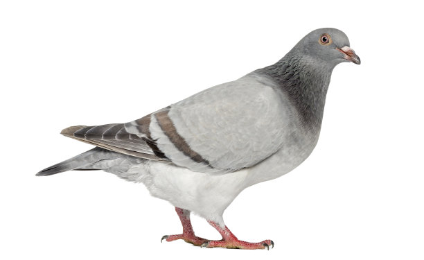 pigeon