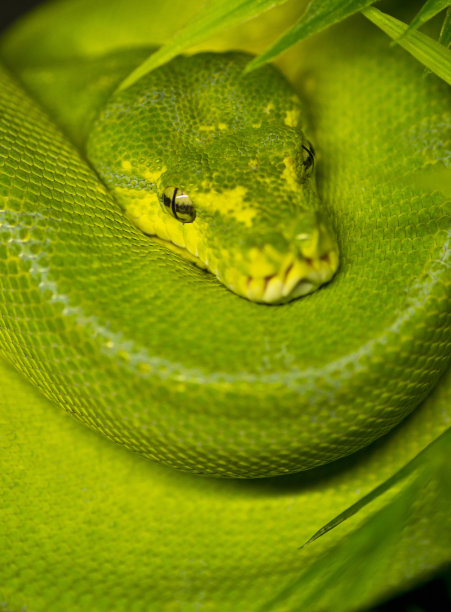 东非绿树蛇