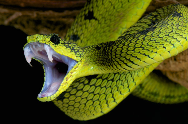 snake