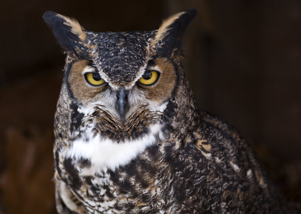 strix