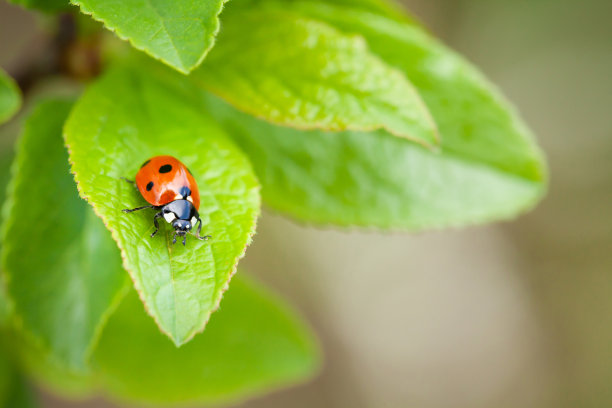 entomology