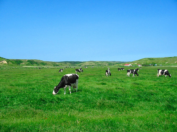 cattle