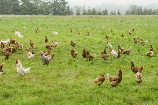 hen