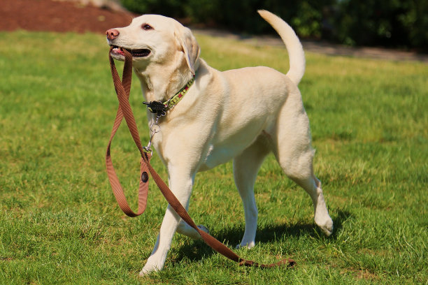 labrador