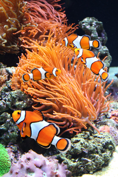 anemonefish
