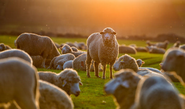 lamb