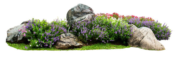 shrub