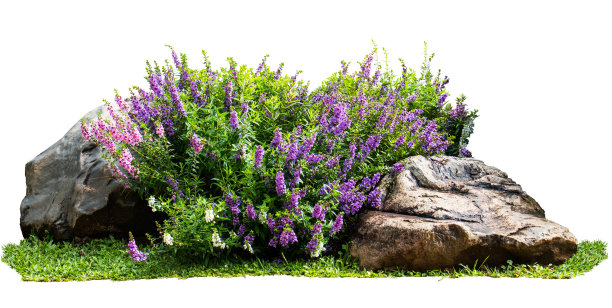shrub