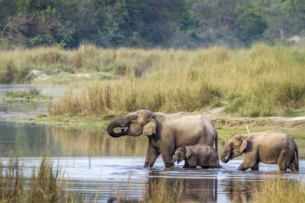 chitwan