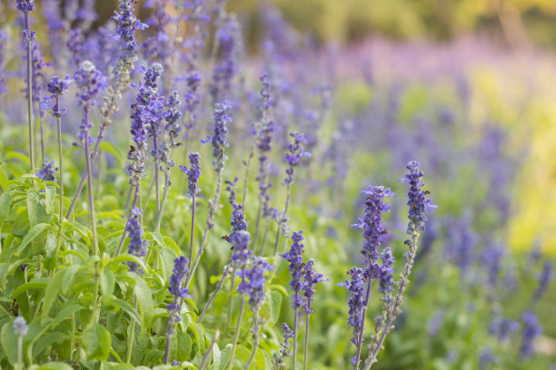 salvia