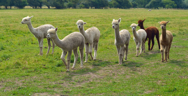 alpaca
