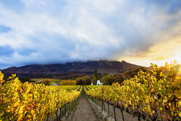 vineyard