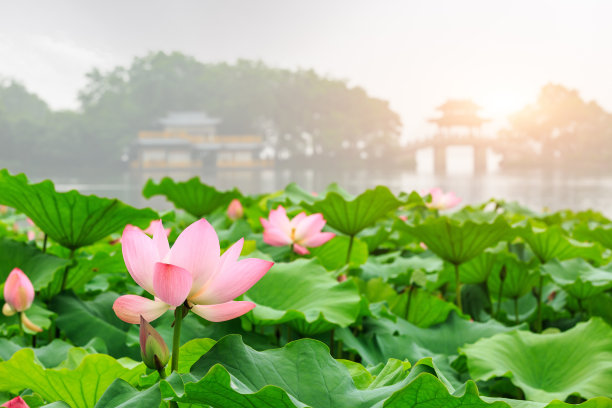 杭州西湖荷花