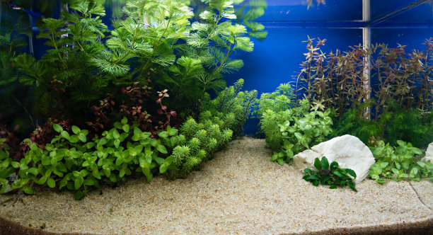 aquarium