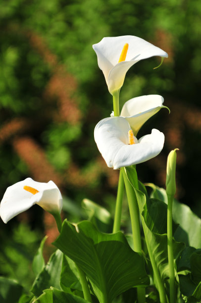 zantedeschia